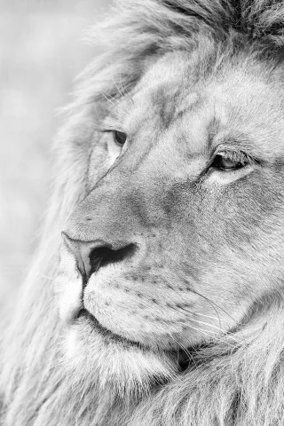 лев, lion, грива, животное, чб, морда