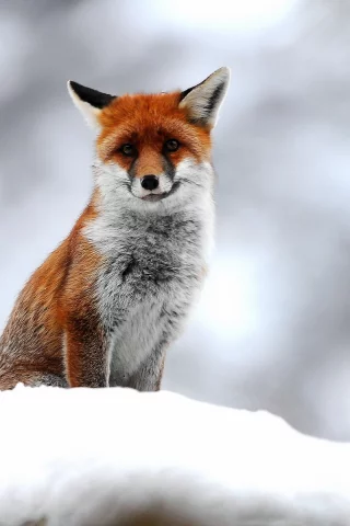 природа, снег, лиса