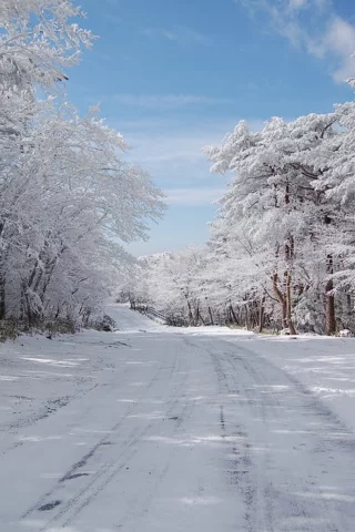 Зима, дорога, лес