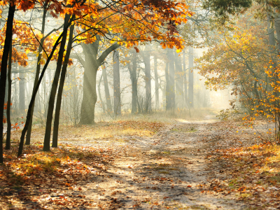 beautiful, landscape, morning, forest , nature, road, leaves, sun rays, misty, autumn trees 