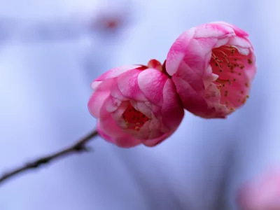 веточка, лепестки, цветы, дерево, розовые, слива, макро