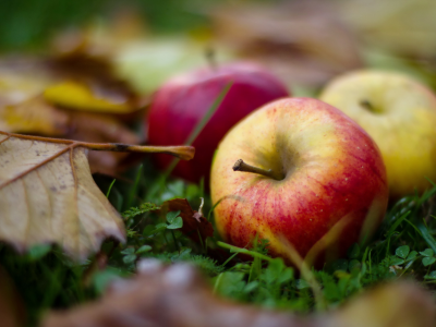 листья, яблоки, макро