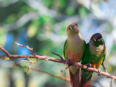 зеленощёкий краснохвостый попугай, попугайчики