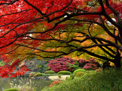 японский сад, токио, краски осени, япония, декабрь