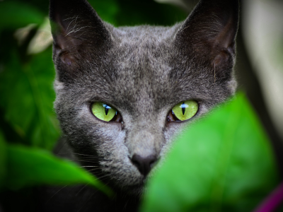 листья, взгляд, окрас, зеленые глаза, уши, зеленые, кот