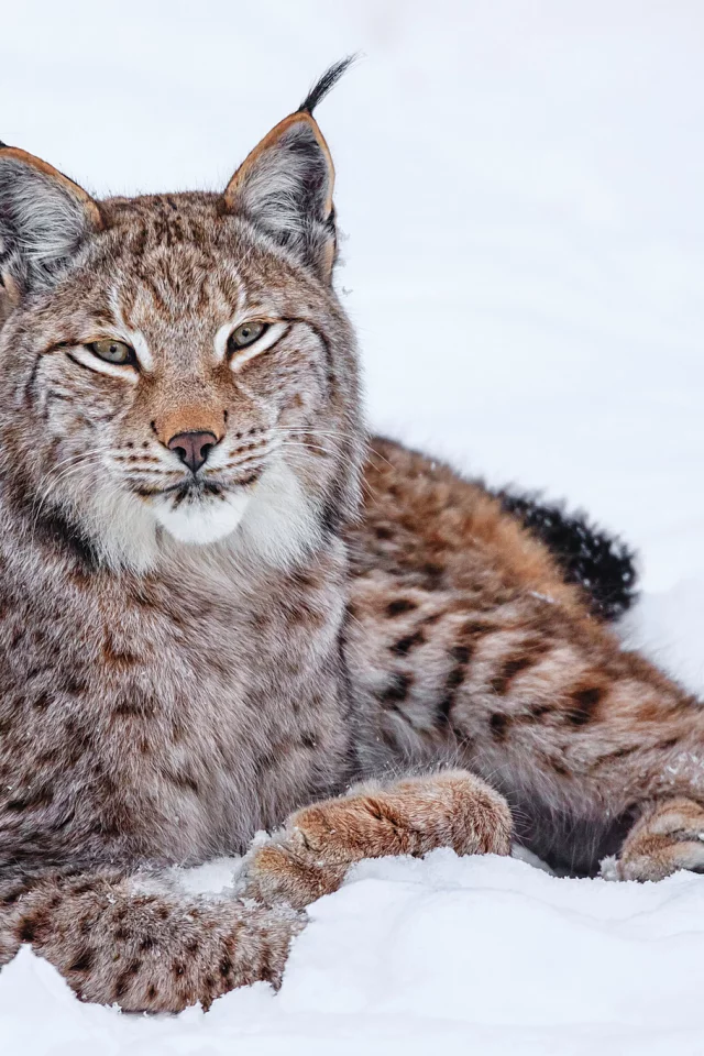 рысь, зима, кошка, снег