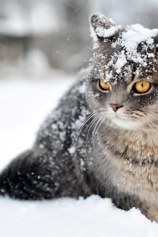  зима, кот, снег