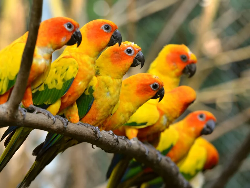 parrots, , багажник,, красивая, , , trunk, beautiful, birds, попугаи, , , 