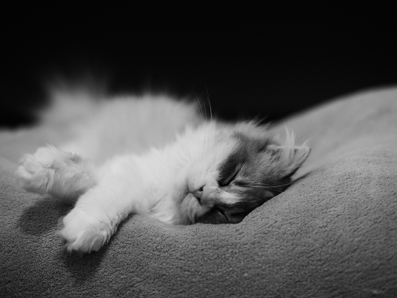 черно-белое, кошка, котэ, кот, монохромное, спит