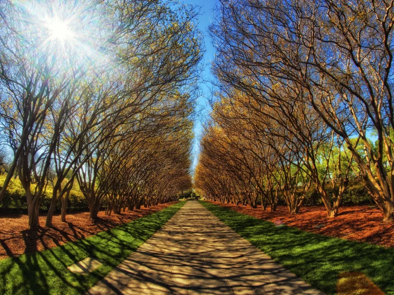 зелень, тропа, аллея, лес, парк, даль, дорога, деревья