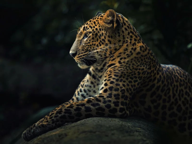 panthera pardus, хищник, леопард, животное