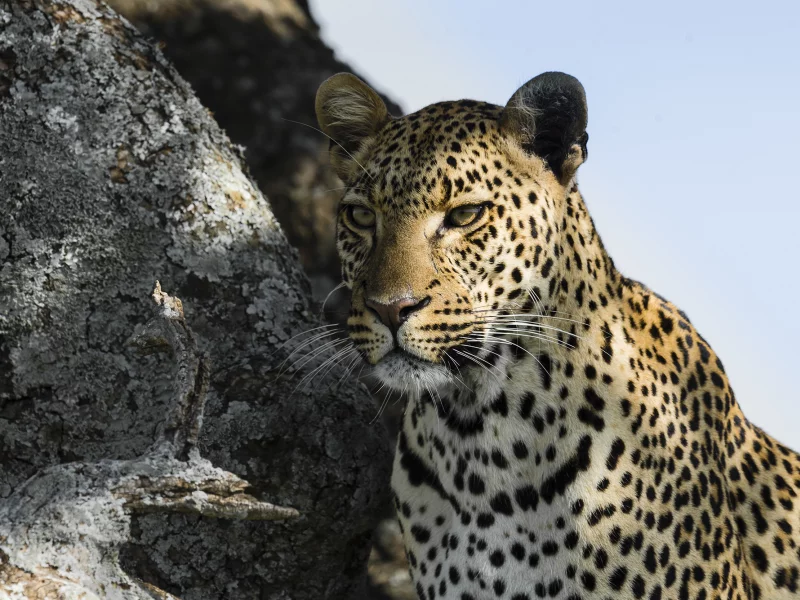 леопард, хищник, leopard, взгляд, морда