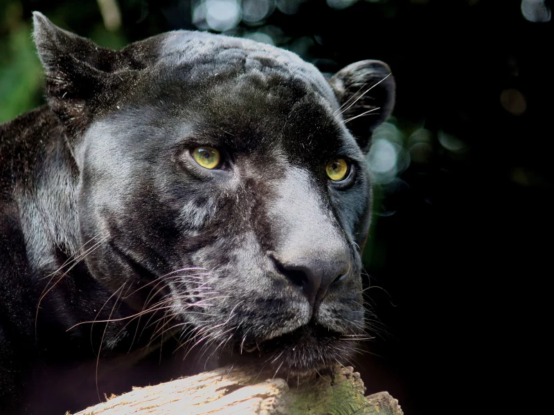 морда, panthera pardus, хищник, пантера, усы, leopard, леопард