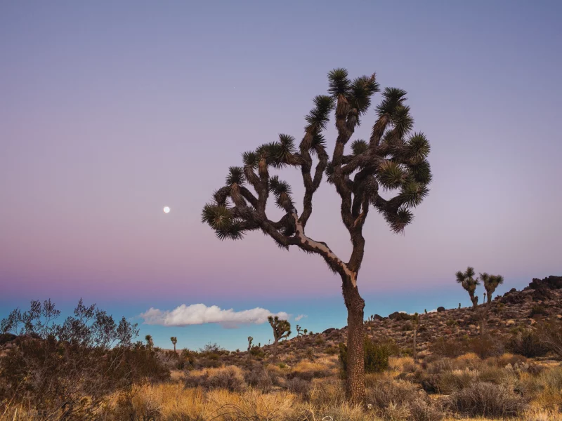 usa, california, joshua tree national park, сша, калифорния