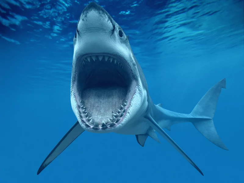 белая акула, или кархародон (carcharodon carcharias, great white shark)