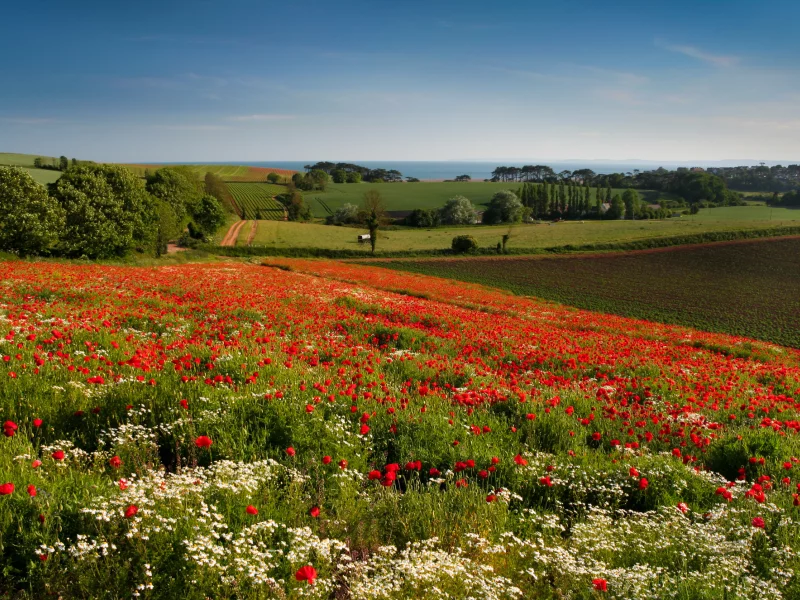 цветы, ромашки, маки, луг, англия, england, budleigh salterton