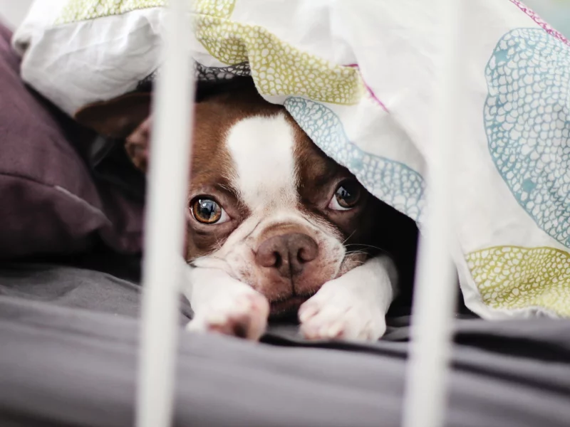 bostonterrier, собака, щенок
