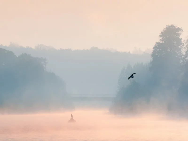 пейзаж, птица, утро, туман, озеро