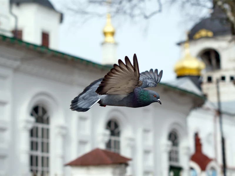 часовня, птица, полёт, голубь, храм, церковь