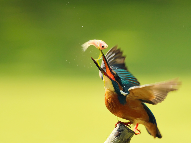 птица, alcedo atthis, kingfisher, ветка, обыкновенный зимородок