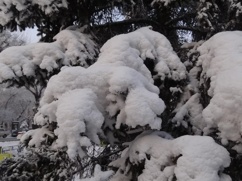 снежные ели, городской пейзаж, Хакассия, Абакан, зима