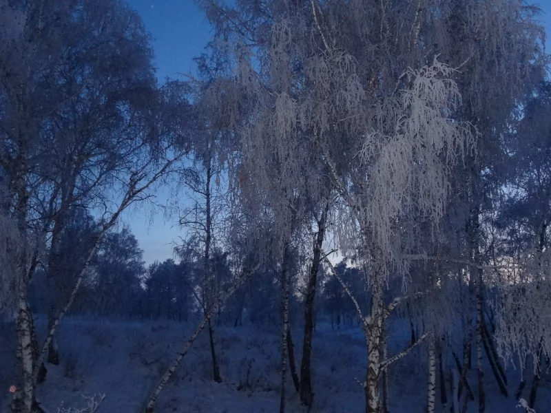 пейзаж, вечер в лесу, сумерки, снег, зимние березы