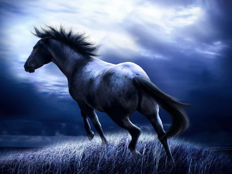 лошадь, 2014, год, подарки, празник, календарь, horse, black