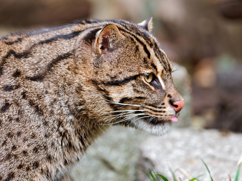 fishing cat, кошка-рыболов, дикая кошка