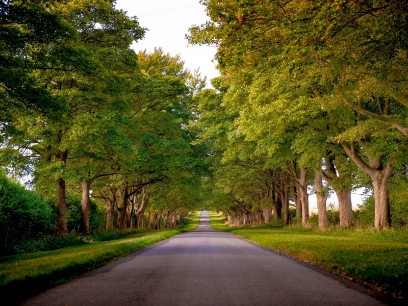 norfolk, england, аллея, норфолк, kings avenue, sandringham, англия