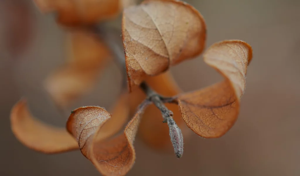 веточка, macro, макро, осень, листья