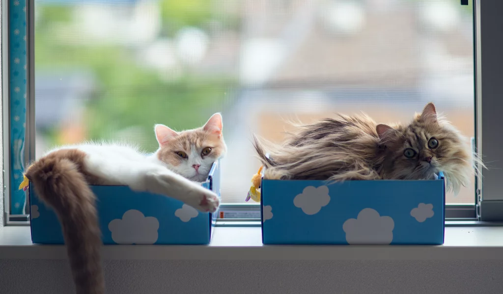 коробки, hannah, daisy, кошки, ben torode, benjamin torode, окно