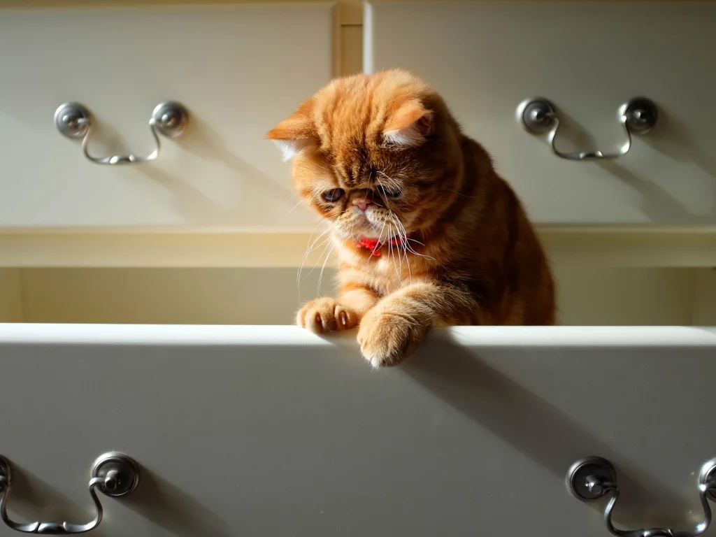 рыжий, кот, комод, усы, кошка, лапы
