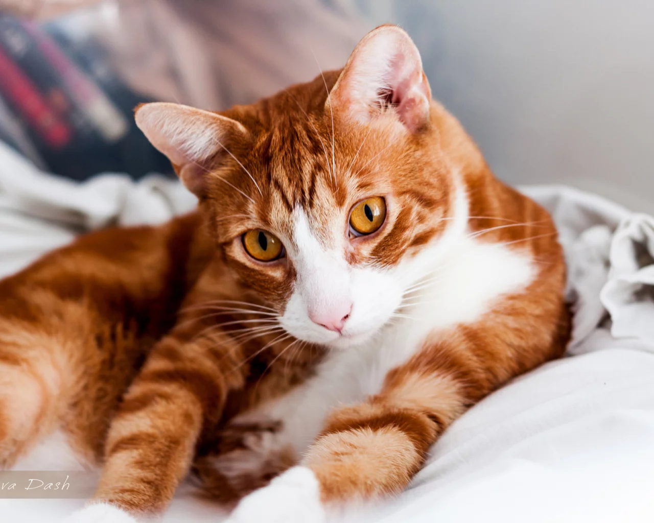 лежит, кошка, мордочка, кот, взгляд, рыжая