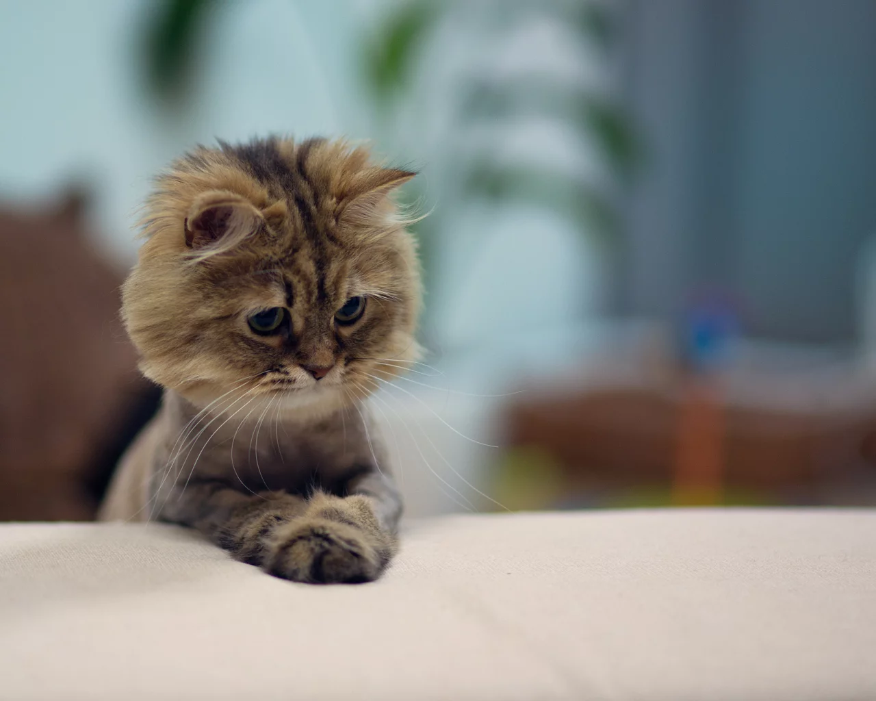 ben torode, бритая, daisy, мордочка, кошка, жара, benjamin torode