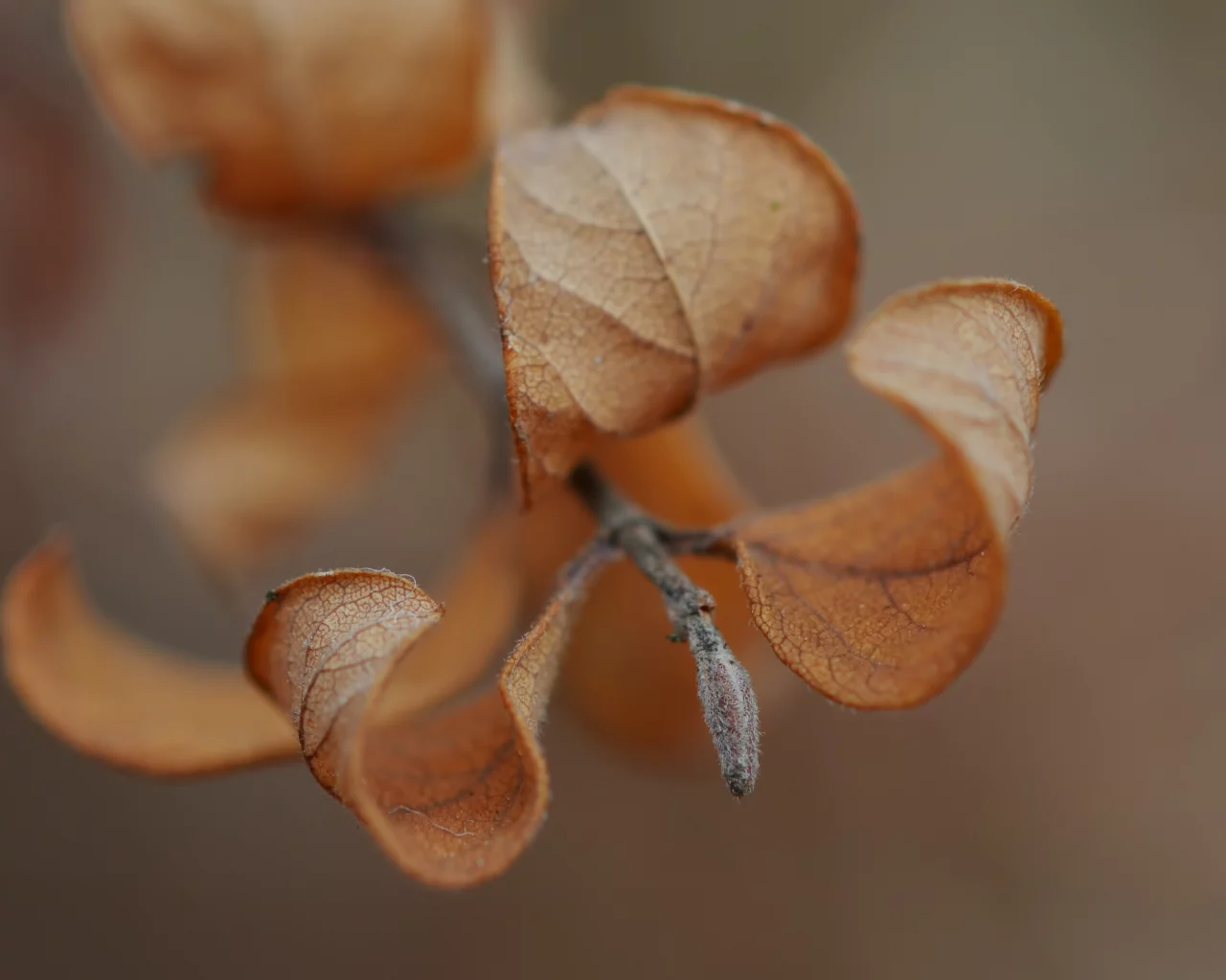 веточка, macro, макро, осень, листья