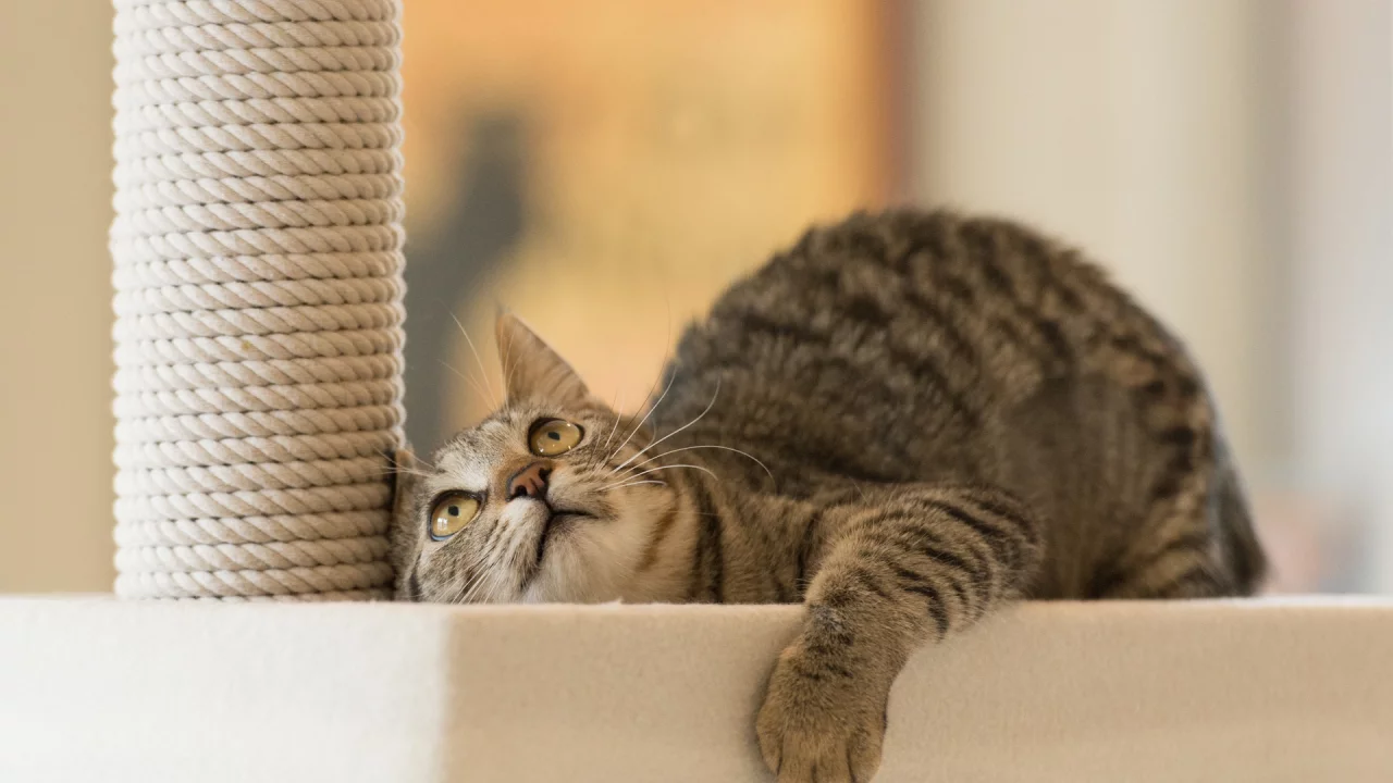 игра, внимание, лежа, кот, котэ, смотрит