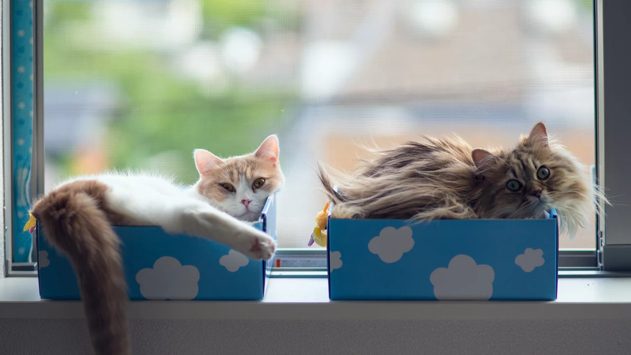 коробки, hannah, daisy, кошки, ben torode, benjamin torode, окно