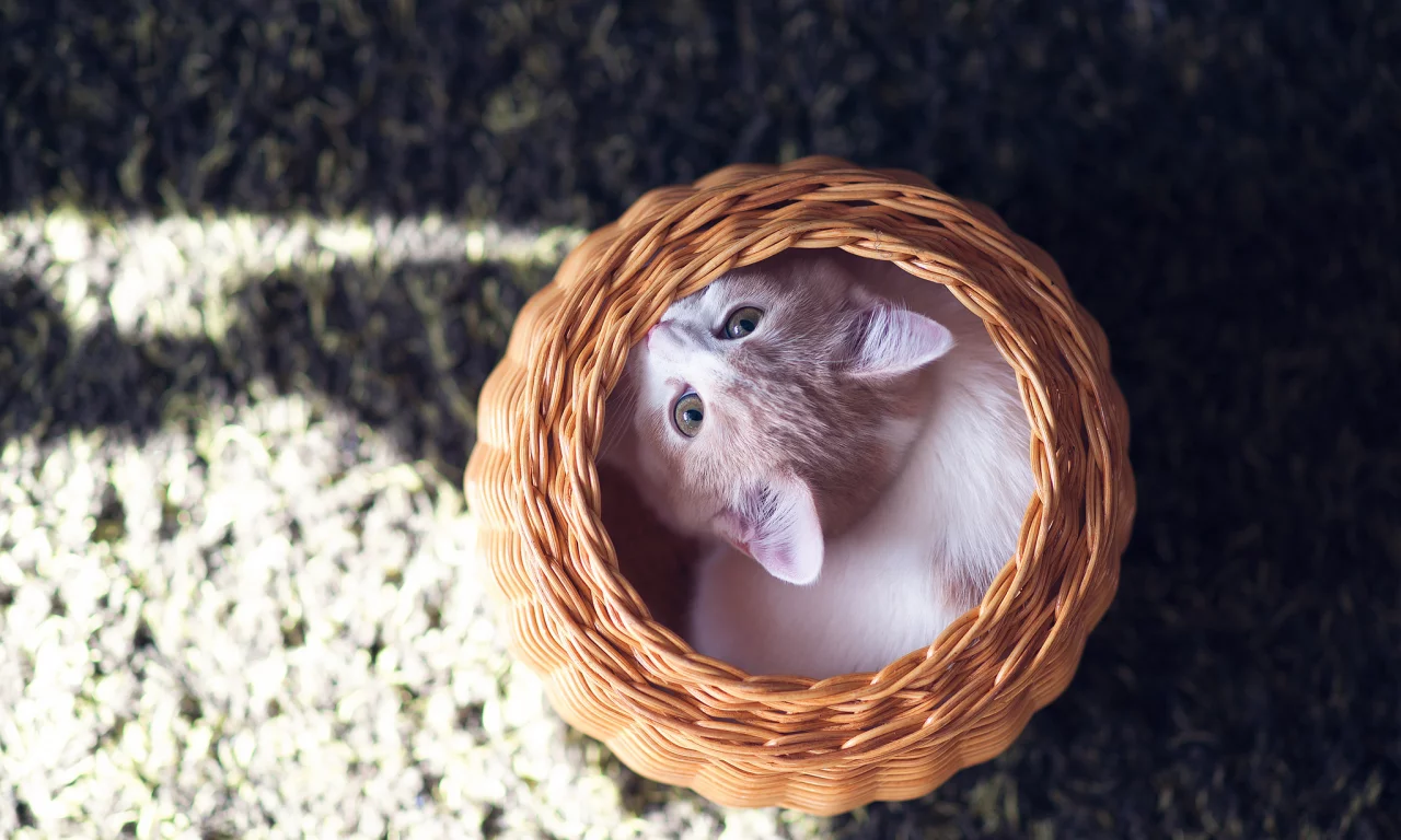 c benjamin torode, котёнок, hannah, корзина