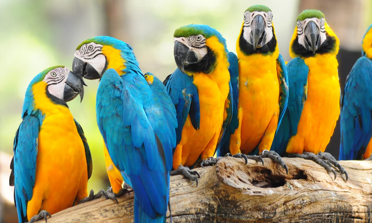 parrots, попугаев, trunk, багажник, птиц, birds