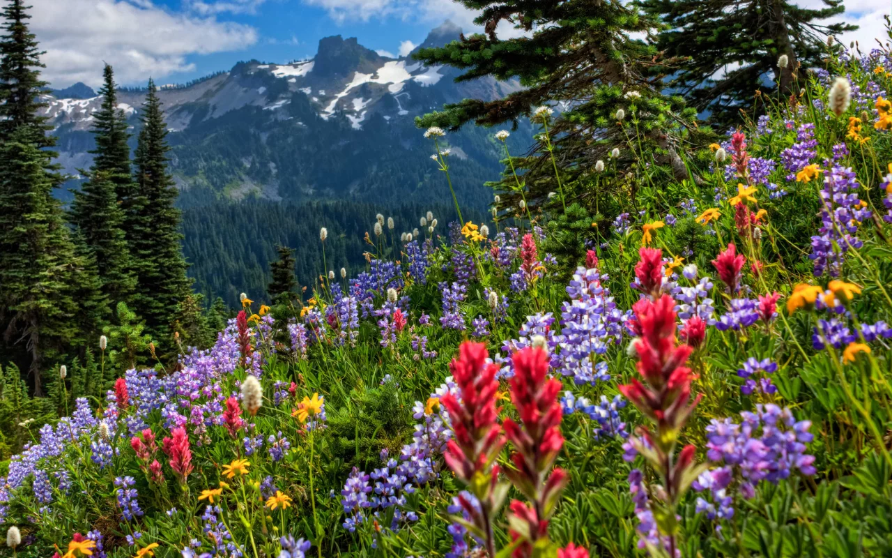 луг, mount rainier national park, горы, цветы