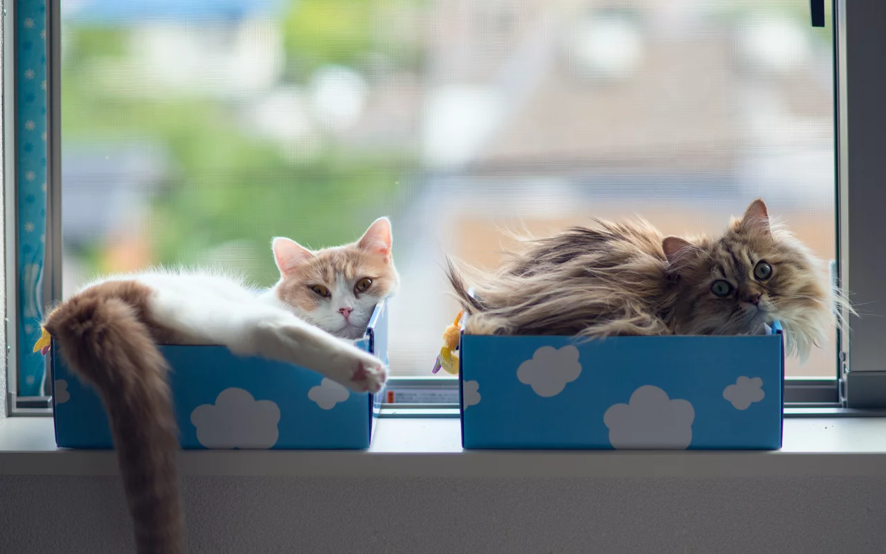 коробки, hannah, daisy, кошки, ben torode, benjamin torode, окно