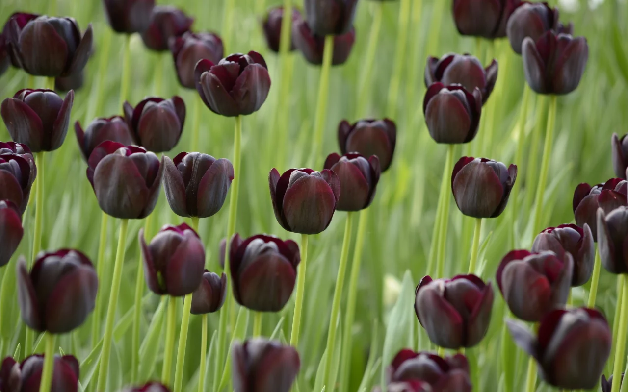 field, поле, тюльпаны, tulips, темные, черные, black
