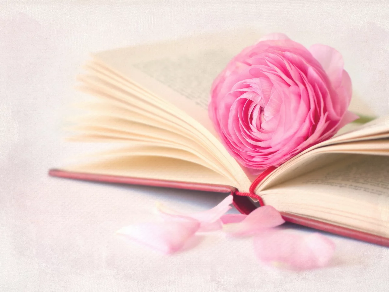 цветок, макро, книга, фон