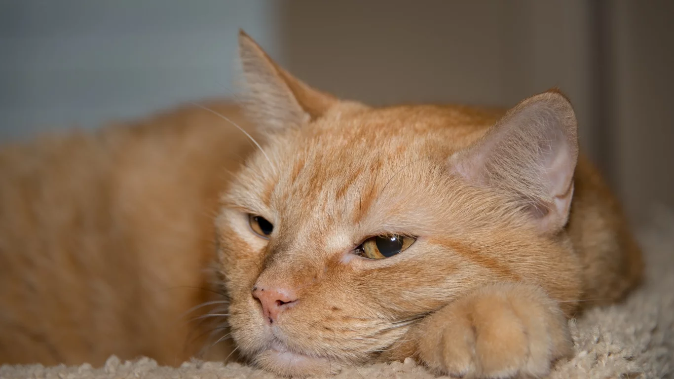 котэ, мордашка, рыжий кот