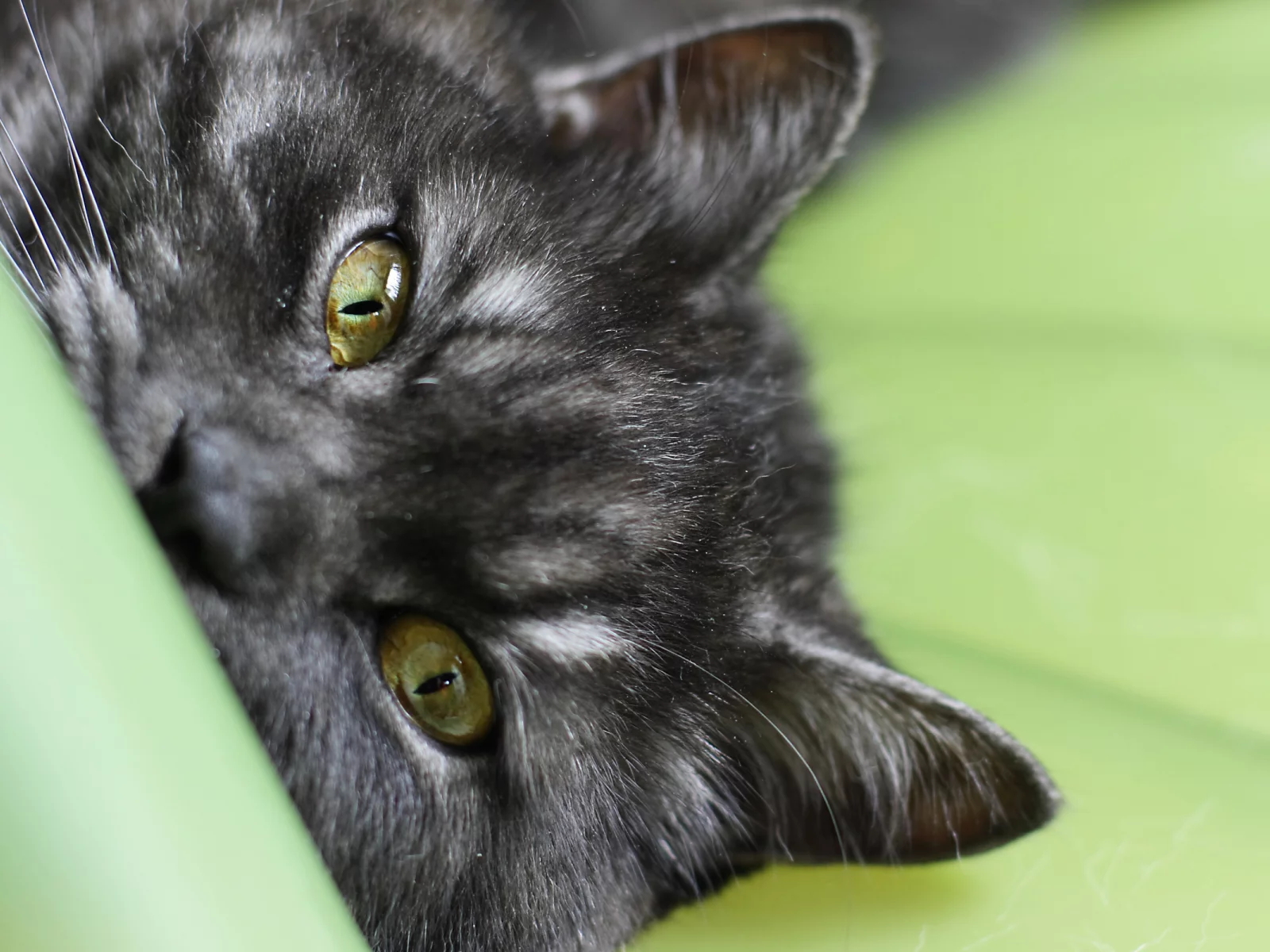 глаза, полосатый, кот, черный, кошка, macro, cat, макро