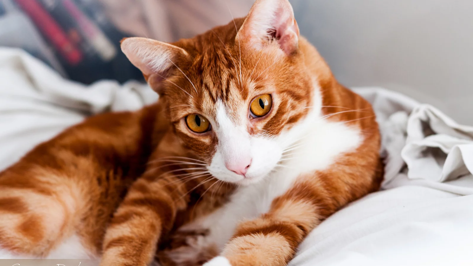 лежит, кошка, мордочка, кот, взгляд, рыжая