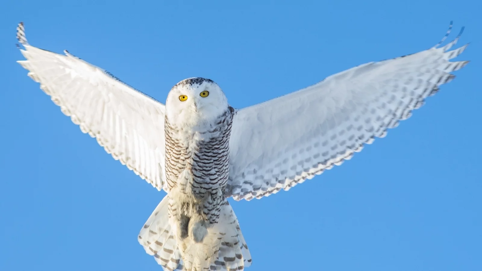 snowy owl, полярная сова, крылья