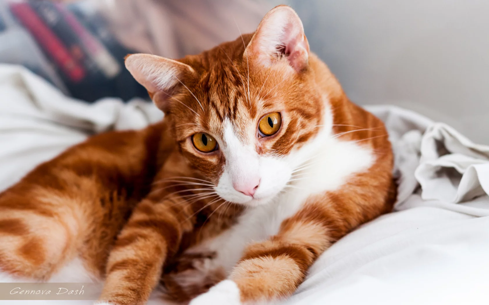 лежит, кошка, мордочка, кот, взгляд, рыжая