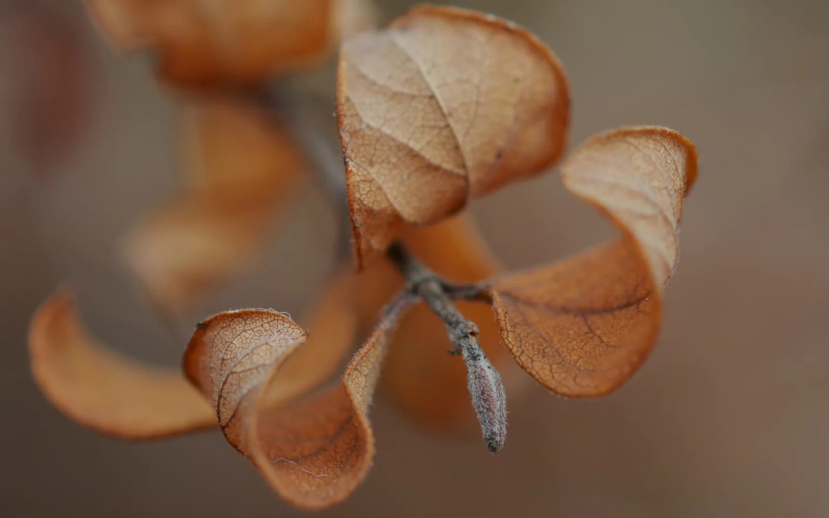 веточка, macro, макро, осень, листья