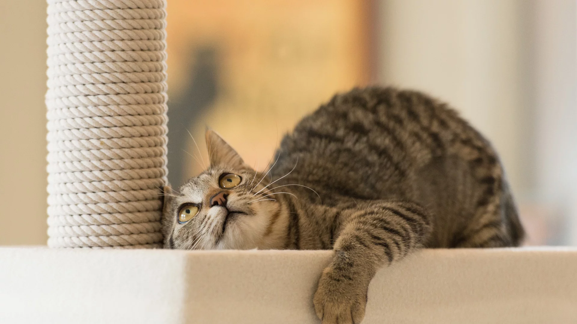 игра, внимание, лежа, кот, котэ, смотрит